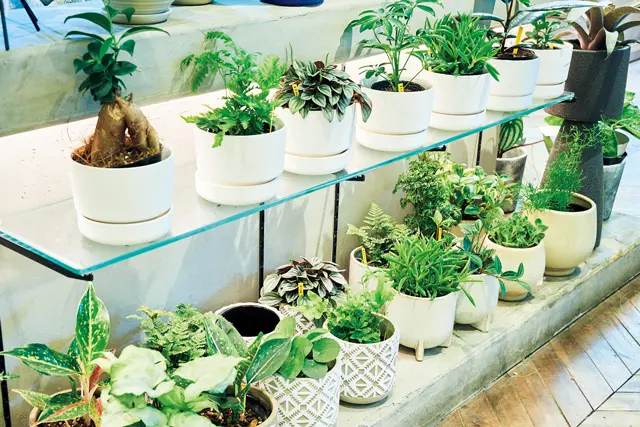 ガジュマルなど幸運を呼ぶミニ植物も人気