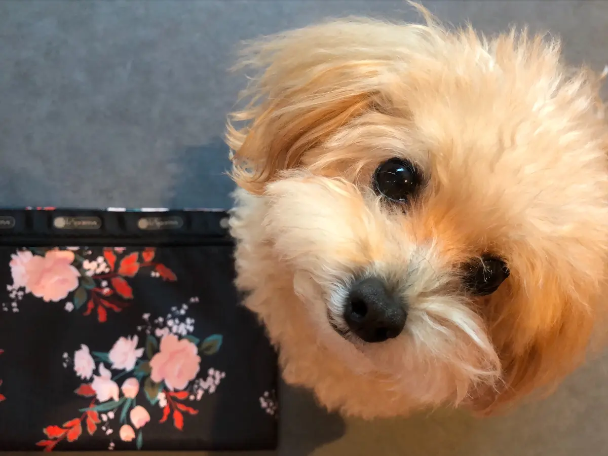 『 レスポートサック× éclat 大人の画像_5