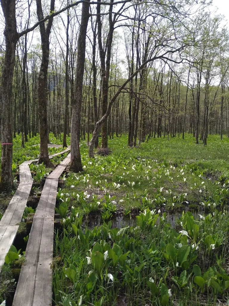 ミズバショウの小路