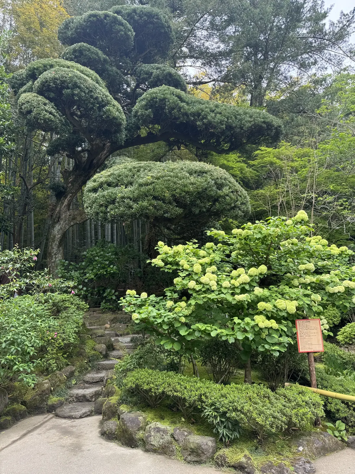 新緑の清々しい風を感じに鎌倉へ🌿の画像_5