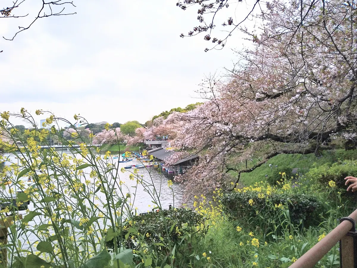 美味しい食事と散りゆく桜と　〜VMGカフの画像_17