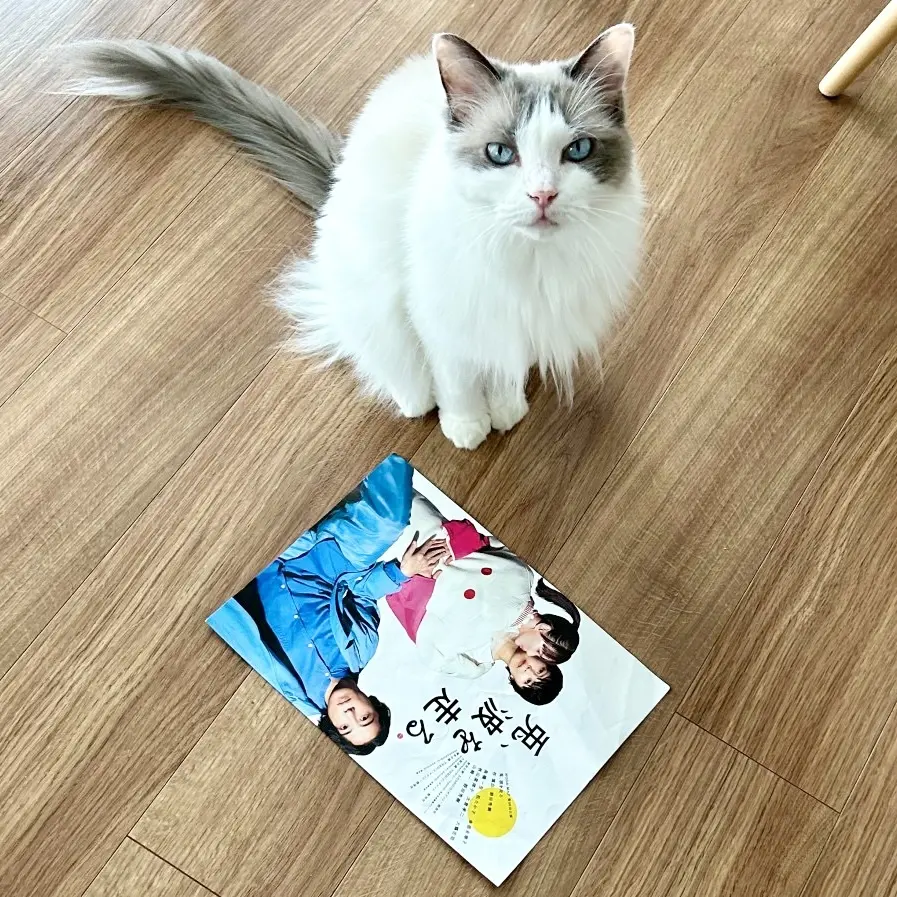 上の子（猫）と舞台のチラシ
