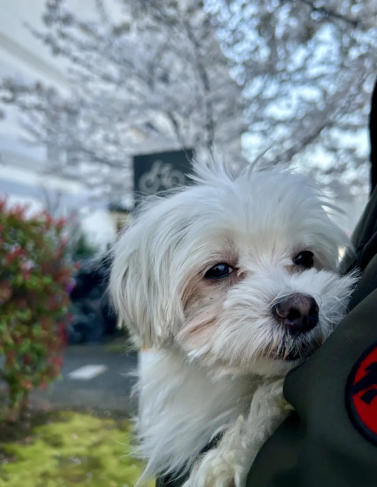 新しい家族を迎えました♪の画像_4