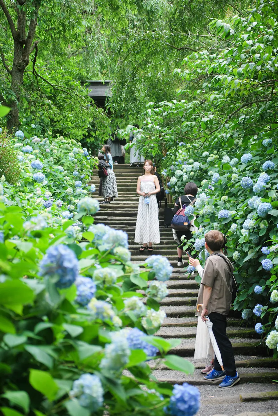 【鎌倉あじさい】明月院 &あじさいアフタの画像_2