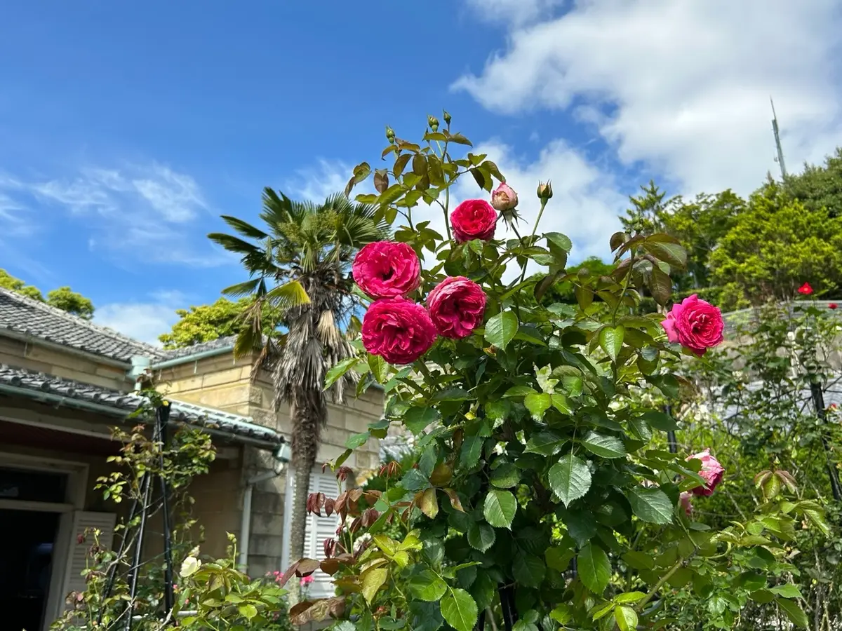 晴天の長崎散策の画像_7