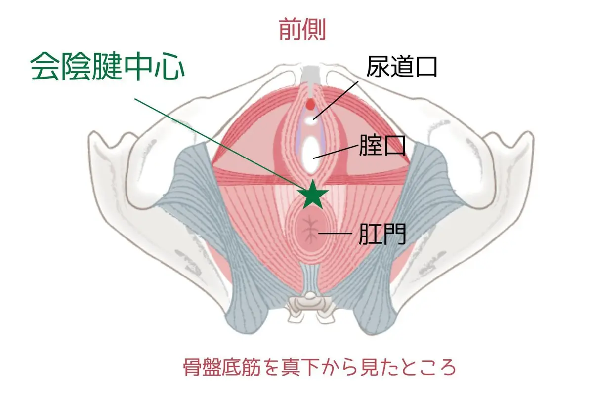OurAge×Webエクラ　骨盤底筋を真下から見たところ
