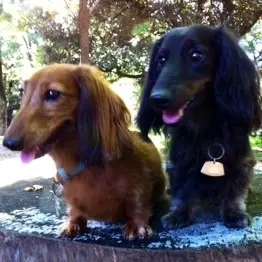 大好き！ペット⑥毎日楽しいのは●●のおかの画像_1