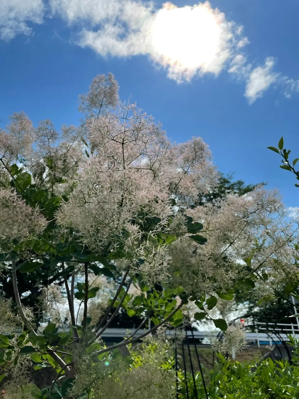 季節を楽しむ♪の画像_2