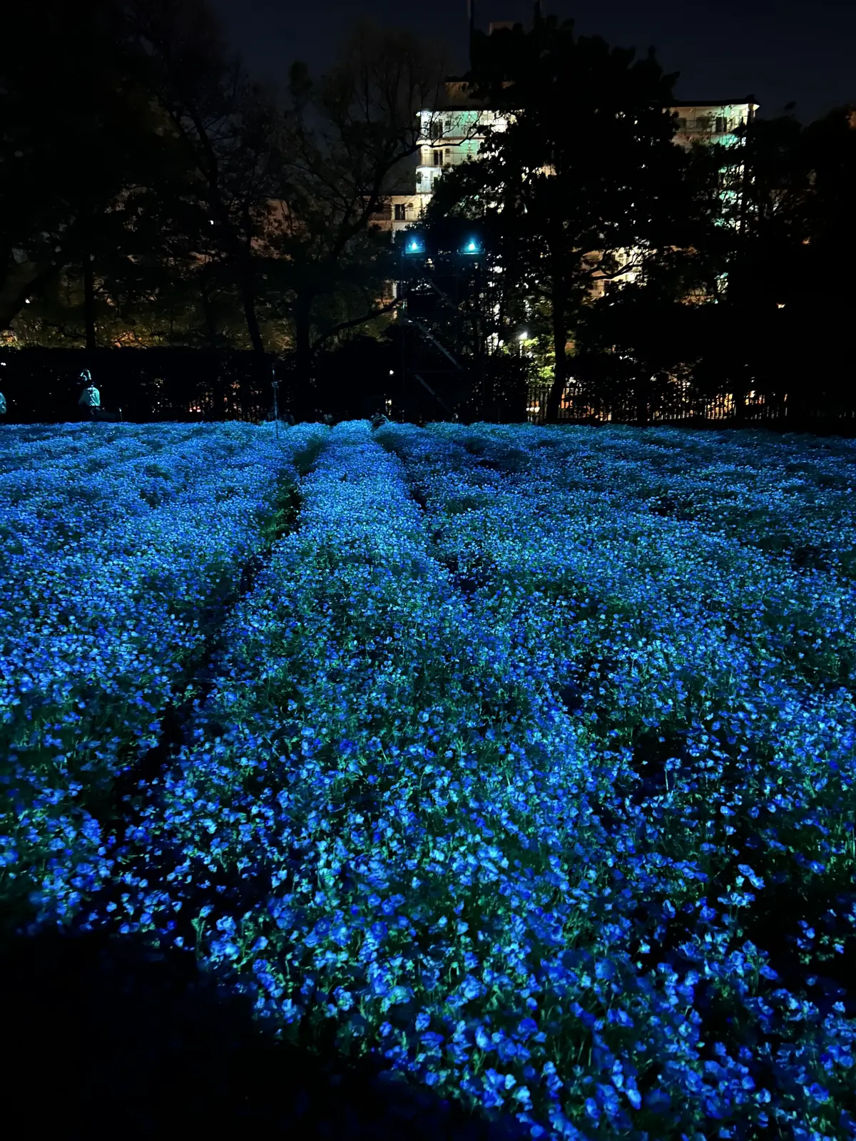 幻想的な夜✨✨　チームラボ　ボタニカルガの画像_8