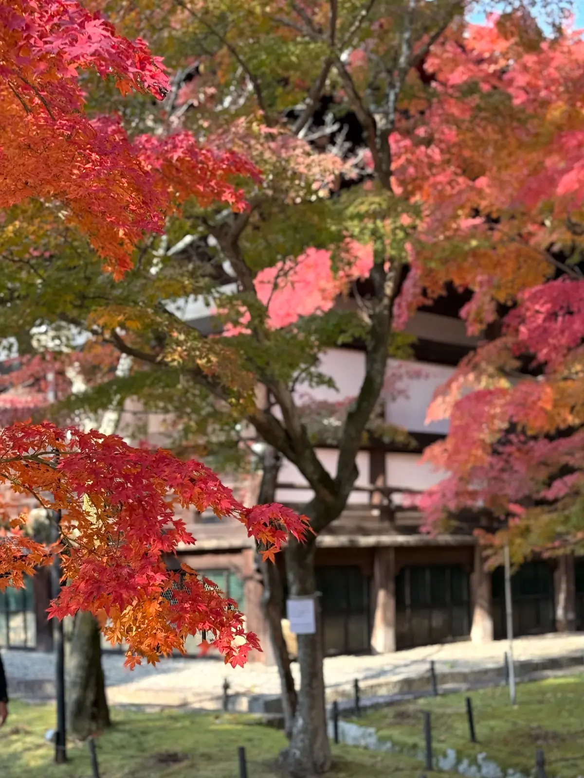 【大人の京都】寺院仏閣とお気に入りの秋のの画像_52