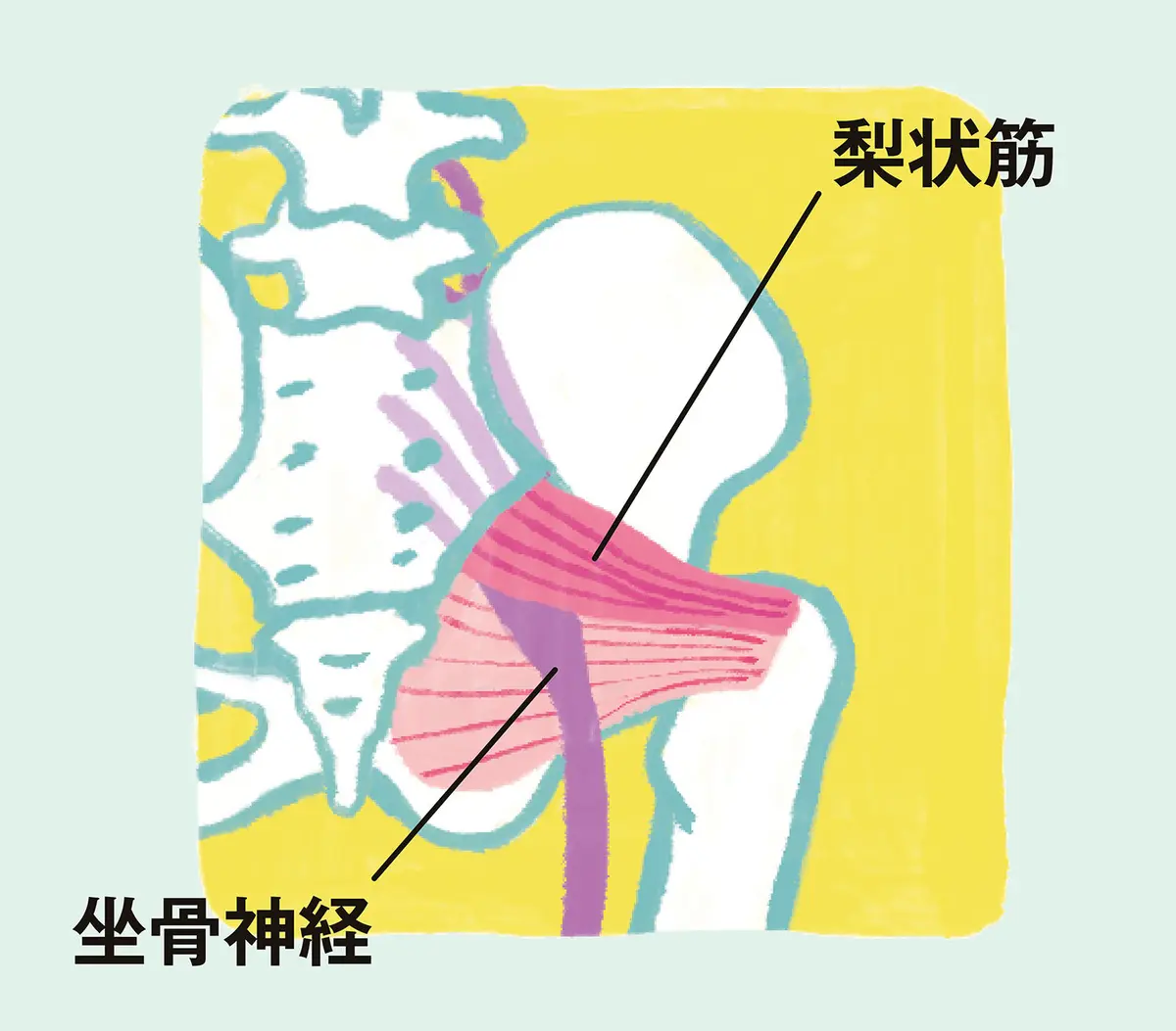 OurAge×Webエクラ　梨状筋・坐骨神経／イラスト