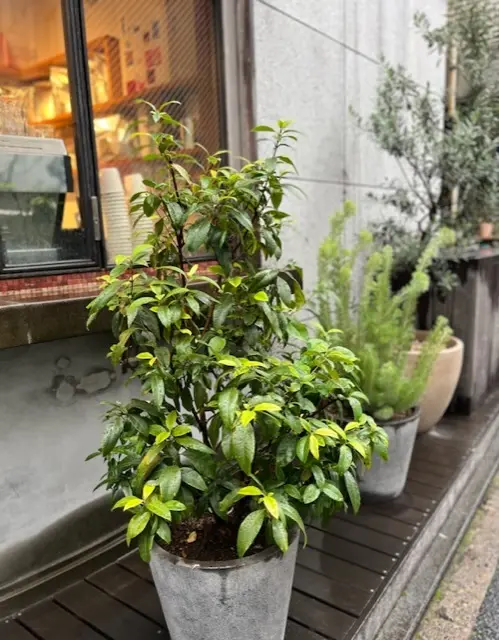 大人の帽子コーデ♡日本橋で朝ごはんの画像_2