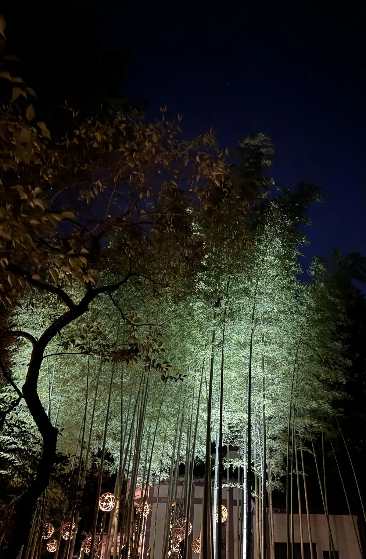 幻想的な雰囲気に包まれた灯りイベントの画像_13