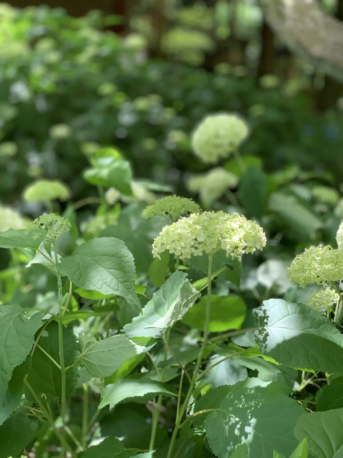 一条恵観山荘　アナベル