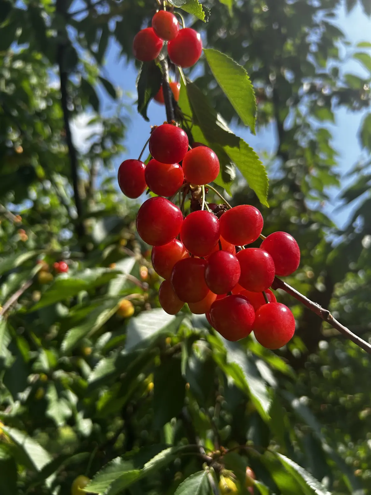 「果樹園の宝石」と呼ばれるさくらんぼ🍒のの画像_1