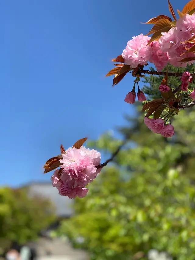 桜　京都　仁和寺