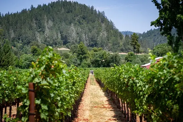 日本料理に合う赤を発見！ カリフォルニアの画像_7