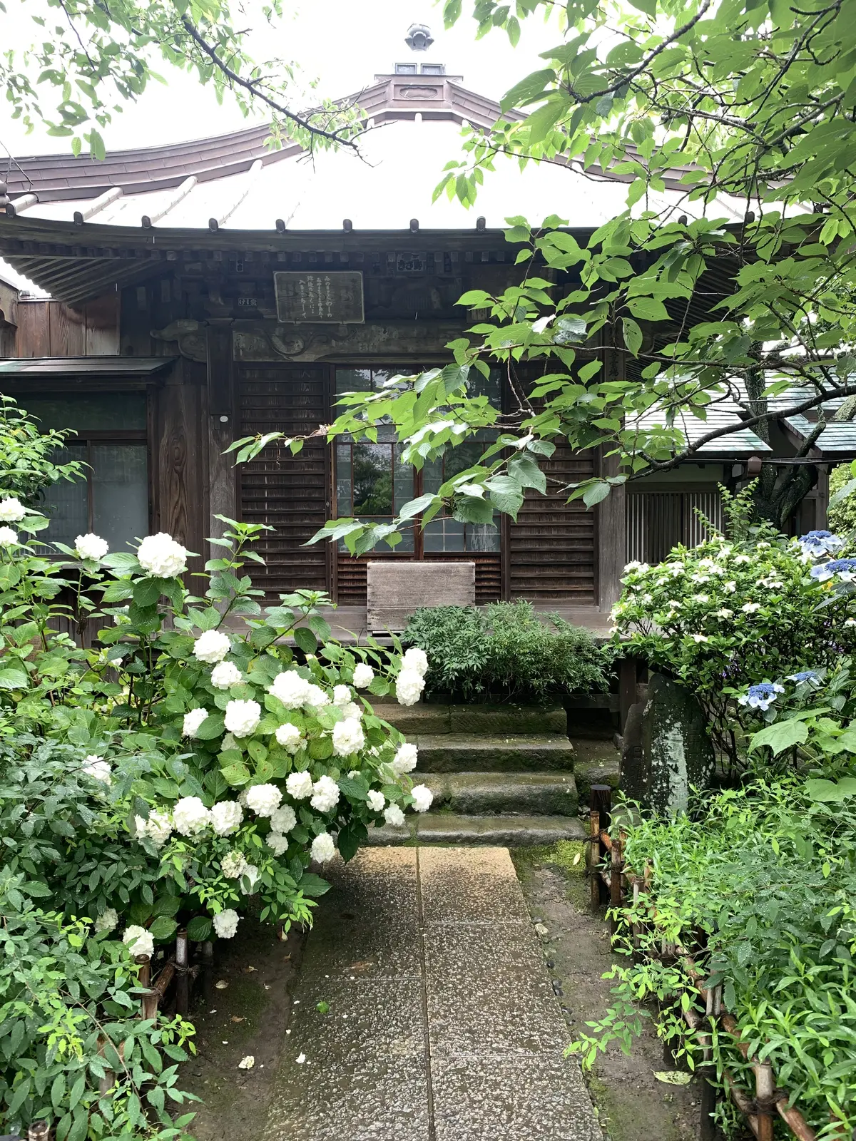 極楽寺／御霊神社の紫陽花 鎌倉あじさい巡の画像_8