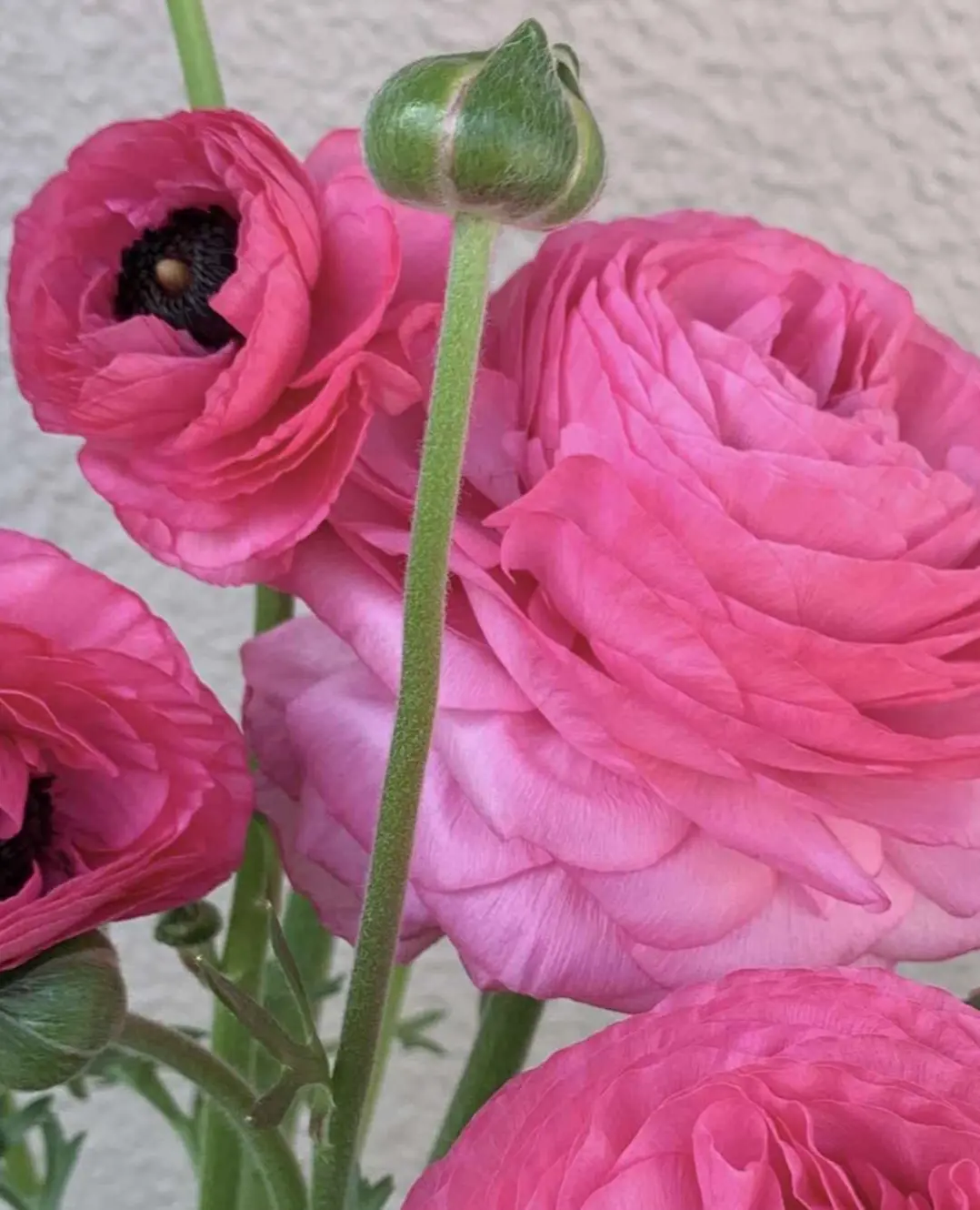 今年の美白ケア☆スタートしました !の画像_2