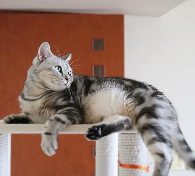 お腹のモフ毛の画像_1