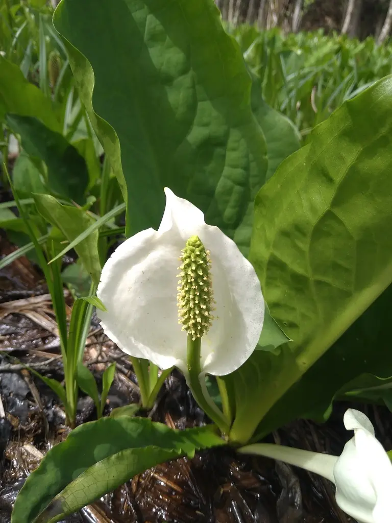 ミズバショウの花