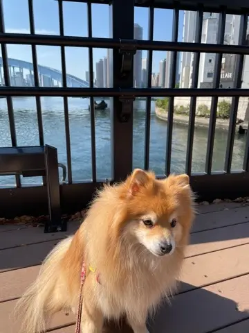 ワンコとべったり一緒に過ごしたGWの画像_7