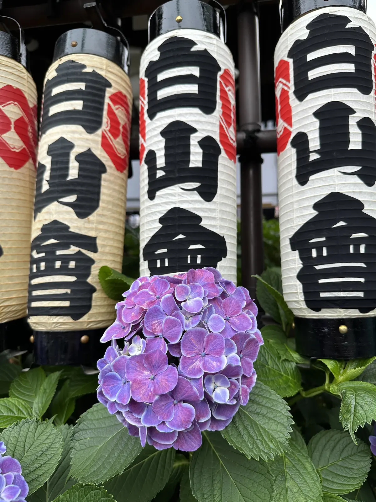 手水舎と紫陽花