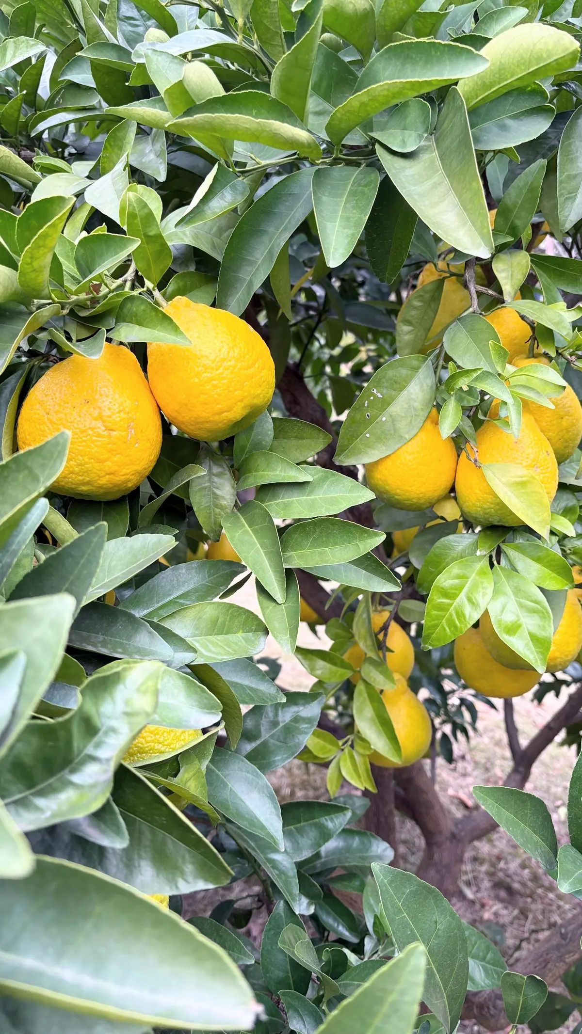 乾通り散策＊GUコーデの画像_8