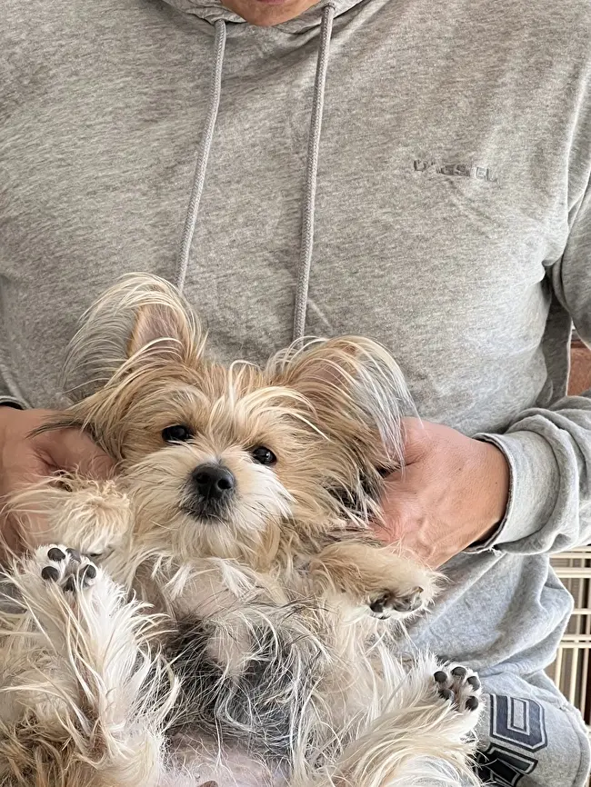 我が家のゾーイちゃん