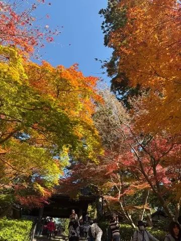 想像以上の絶景に出会えた神奈川の紅葉の見の画像_4