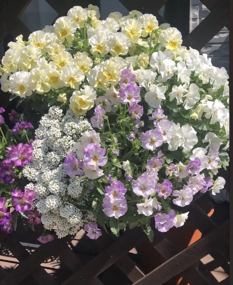 ビオラとアリッサム