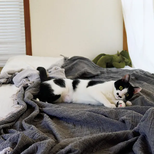 大好きなおもちゃはキャットニップ入りの小さ な毛玉ボール。ひとり遊びに疲れるとベッドの 上でくつろいでいた