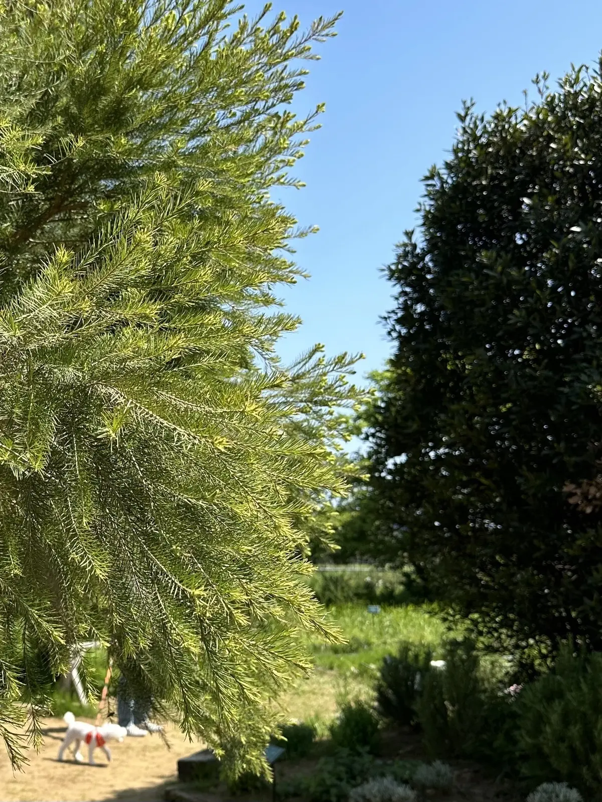 ハーブガーデンで過ごす癒しの時間♡千葉にの画像_17