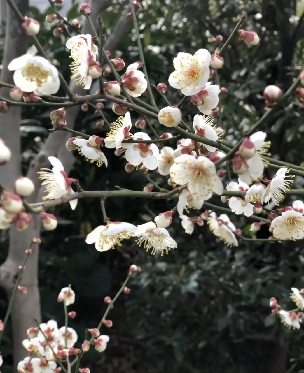 オールシーズン愛用中★コルピエロの優秀パの画像_4