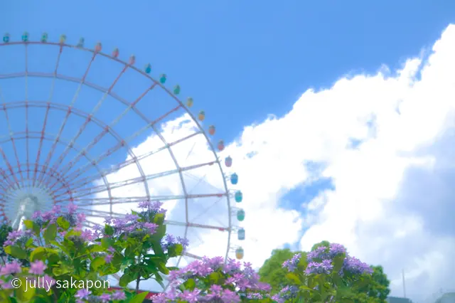 【さかぽんの冒険】初夏のお台場 あじさいの画像_10