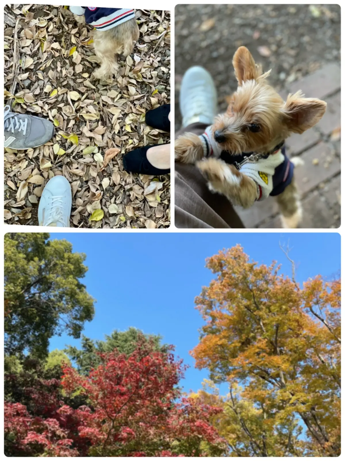 愛犬と秋のお出かけの画像_1