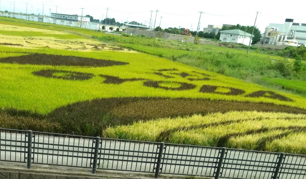 田んぼアート
