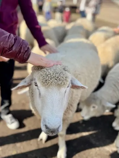 ハロウィンの日は、牧場へ行ってきました☆の画像_4