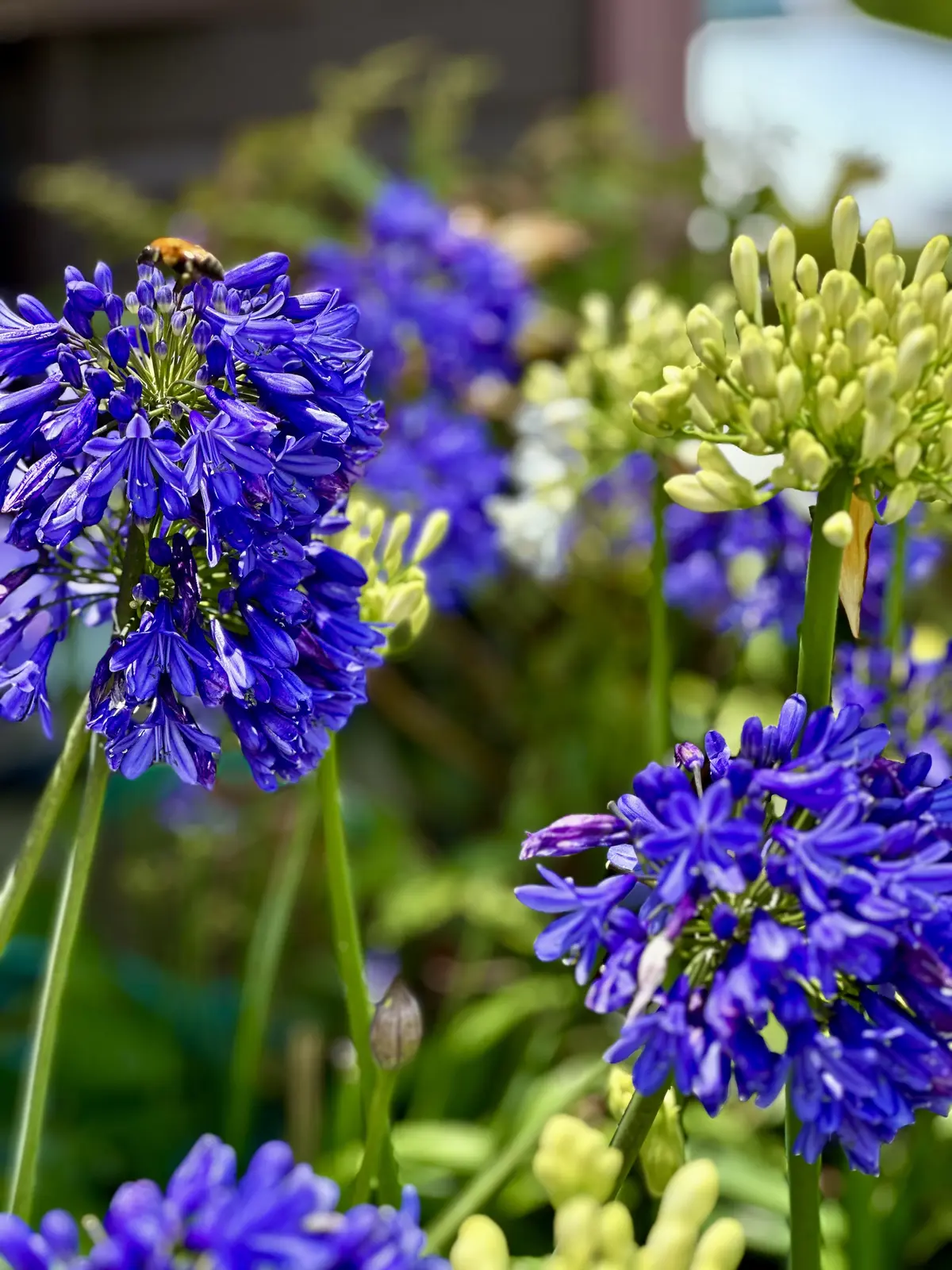 GUデニムで初夏の景色を楽しむお散歩へ♪の画像_7