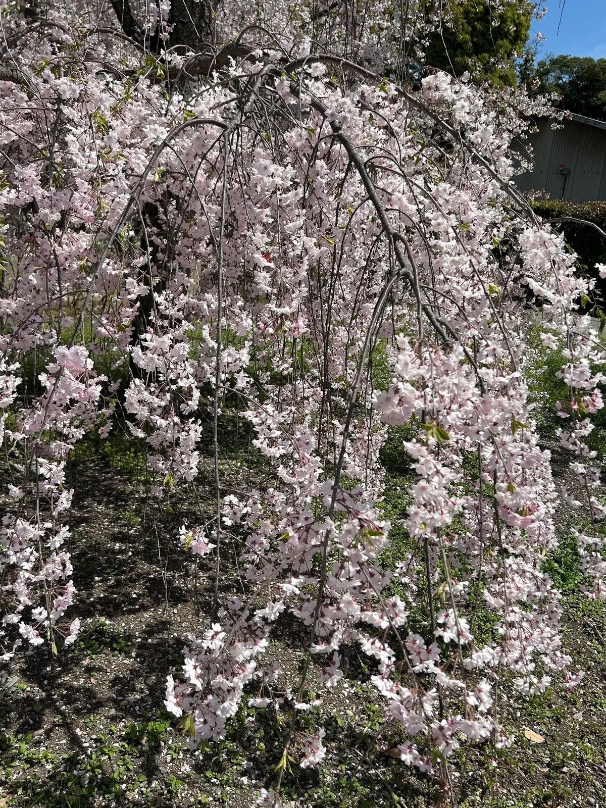 二条城桜