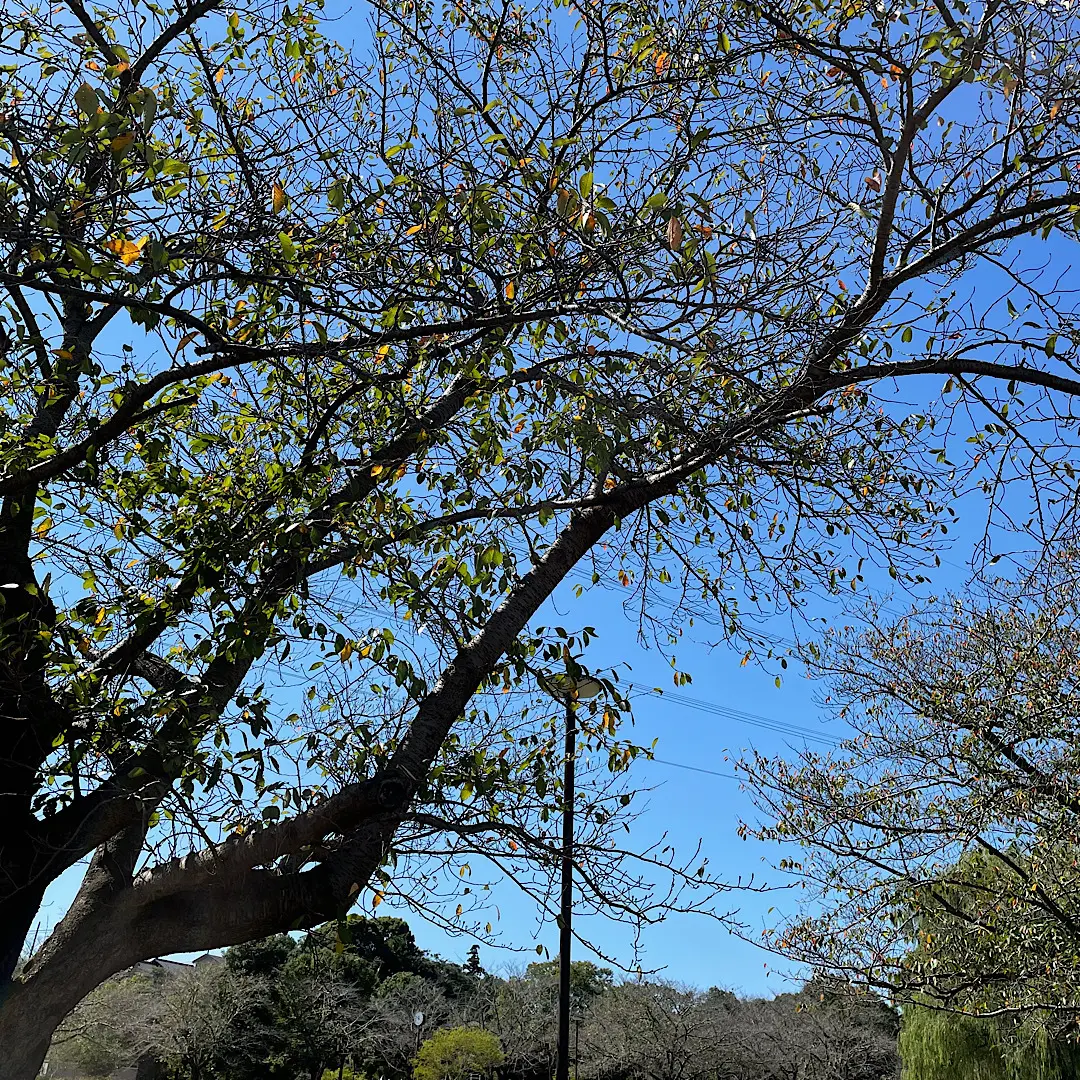 木々が色付き始めた紅葉