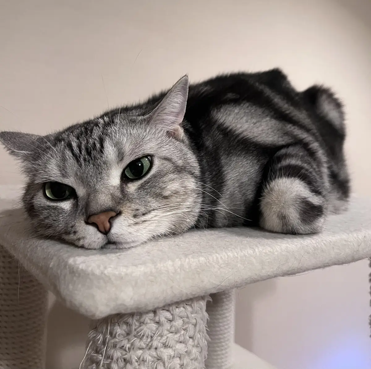 くつろぐアラン