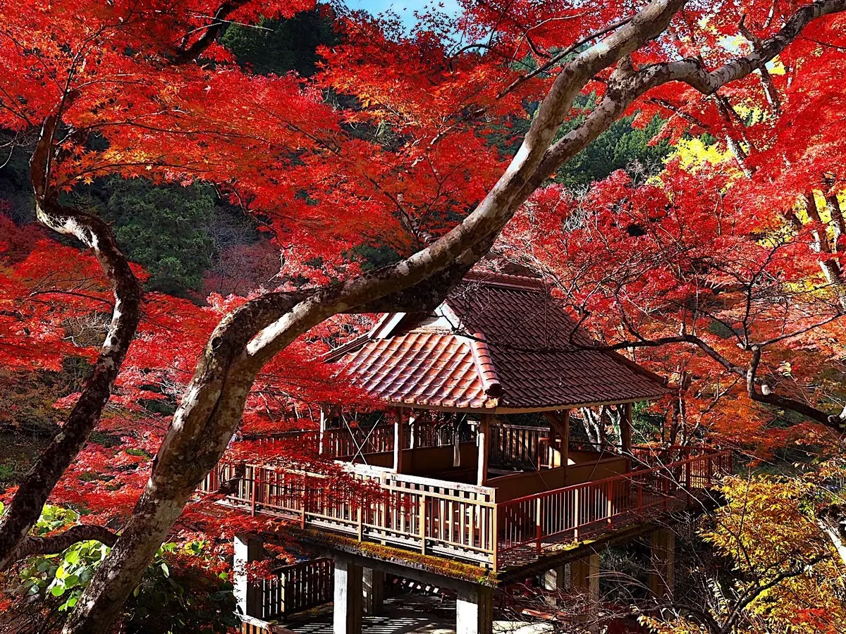 愛知県豊田市大井平公園の稲武もみじまつり