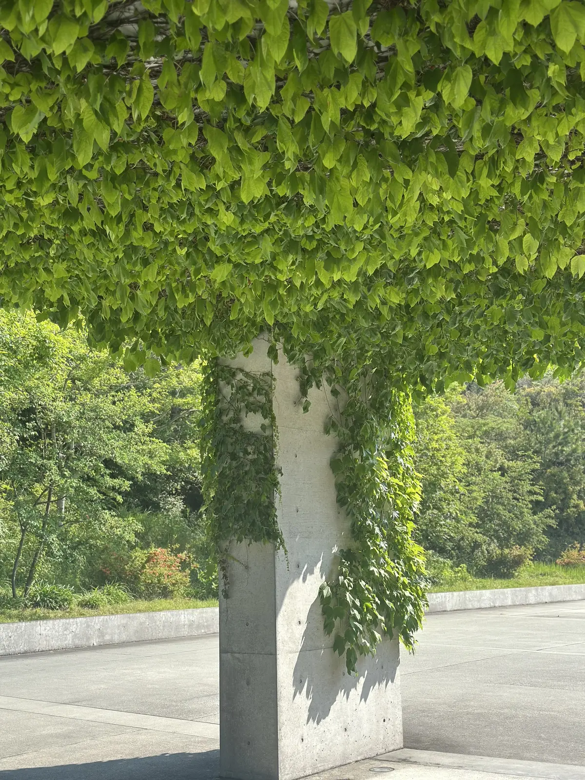 【母妹と直島アートの旅　DAY2】の画像_1