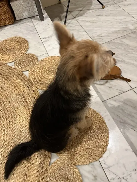 玄関で写真を撮っているのを見てるゾーイちゃん