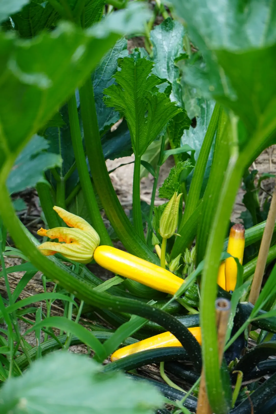 心身共に優しい癒しのスポットで爽やか夏デの画像_18