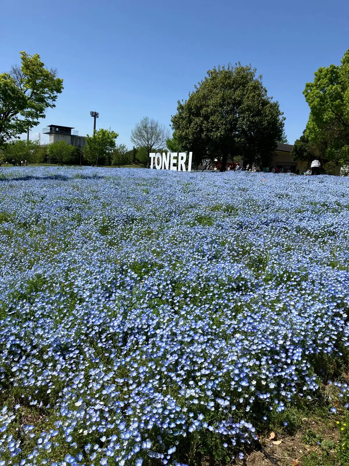 お花見　ネモフィラ　舎人公園　ネモフィラブルー　ネモフィラソフト　お散歩　白スニーカー　GU  ワンピース　都内お散歩　都内のネモフィラ　23区最大のネモフィラ　ブラックワンピース　五分袖ワンピース