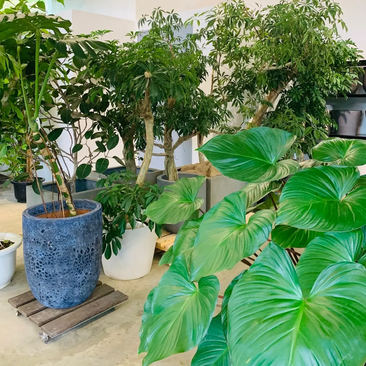 個性溢れる植物