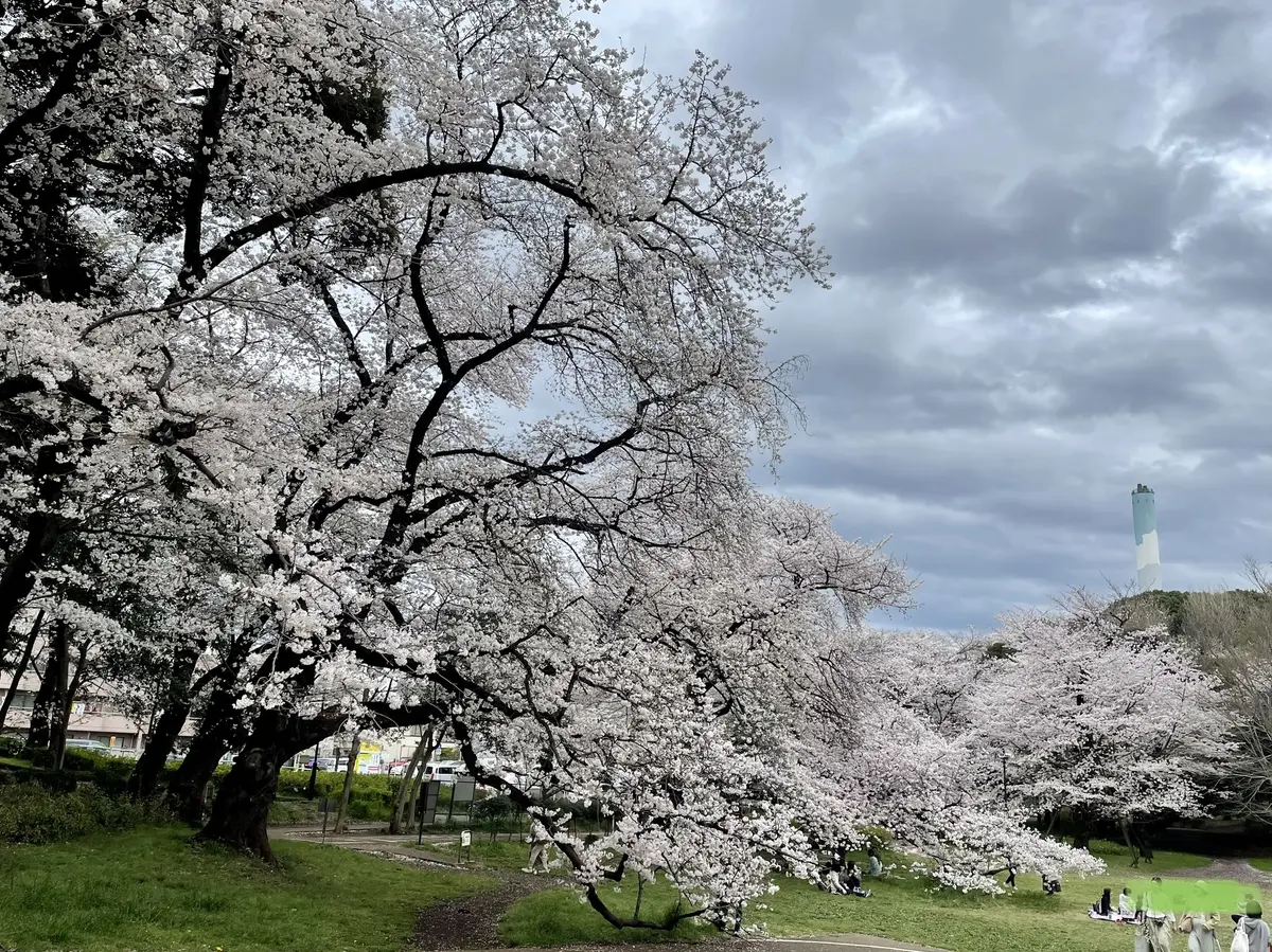 桜満開の大波｢砧公園｣♡｢五感に触れる｣の画像_1