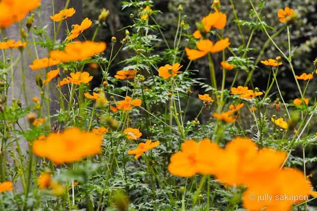 【さかぽんの冒険】苔むす秋の山と温泉プチの画像_6